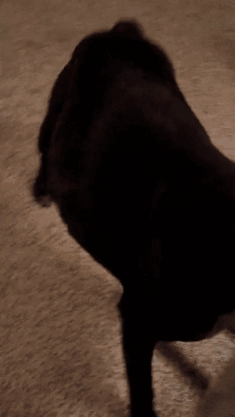 Stages of Christmas As Told By Puppies