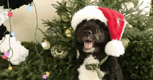 Stages of Christmas As Told By Puppies