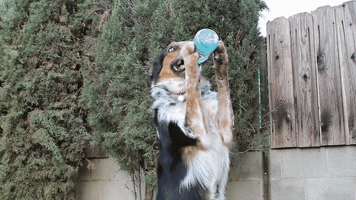 Stages of Christmas As Told By Puppies