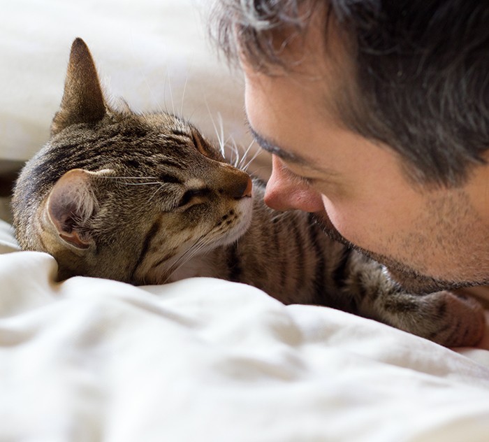 Fremde Katze Steht Vor Der Tür Und Miaut