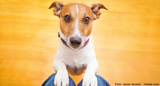 Hunden das Betteln abgewöhnen Tierische Tipps von DAS FUTTERHAUS
