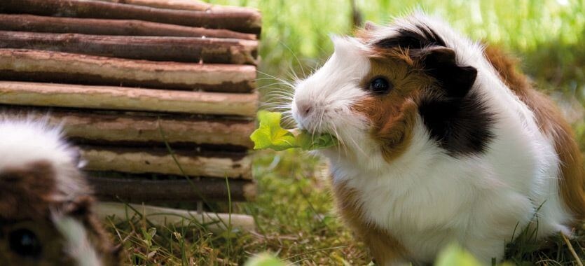 Frischfutter Fur Meerschweinchen Das Futterhaus