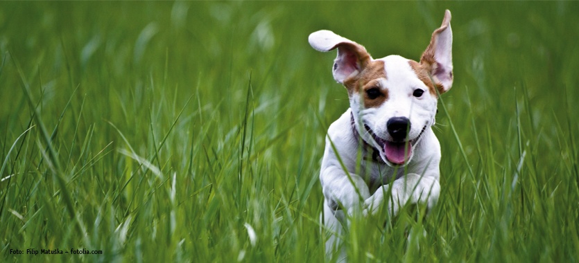 Zeckenschutz Fur Hunde Tierische Tipps Von Das Futterhaus