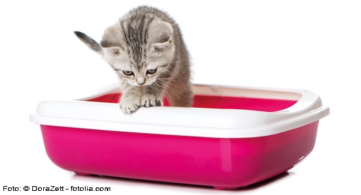Das Katzenklo Tierische Tipps von DAS FUTTERHAUS