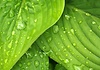 Taufrische Blätter in der Trendfarbe Greenery
